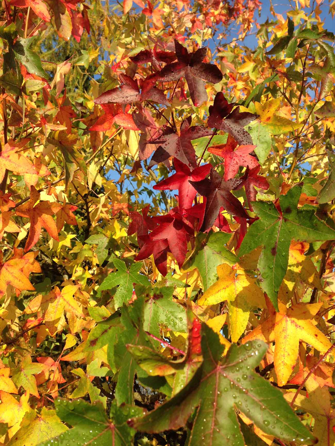 Liquidambar